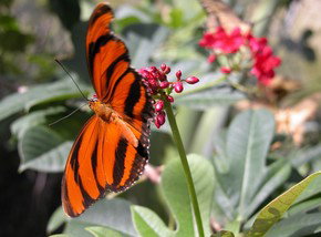Butterfly Farm - Accommodation Resorts 0