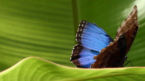 Butterfly Farm - Accommodation Resorts 3