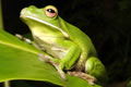 Port Douglas QLD Accommodation Resorts