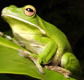 The Rainforest Habitat - Accommodation Resorts