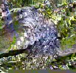 Koala Conservation Centre - Accommodation Resorts