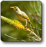 Uluru - Kata Tjuta National Park - Accommodation Resorts 1