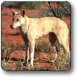 Uluru - Kata Tjuta National Park - Accommodation Resorts 3