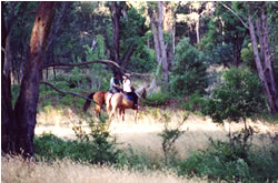 High Country Horses - Accommodation Resorts 1