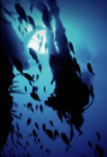 Scuba World - Accommodation Resorts 0
