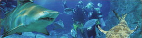 Scuba World - Accommodation Resorts 1