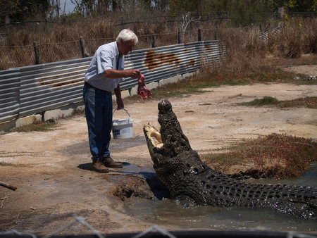 Koorana Saltwater Crocodile Farm - Accommodation Resorts 1