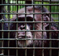 Rockhampton Zoo - Accommodation Resorts