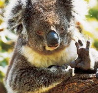 Gorge Wildlife Park - Accommodation Resorts