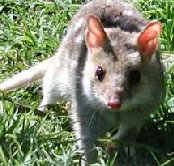 Urimbirra Wildlife Park - Accommodation Resorts