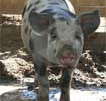 Wagga Wagga Zoo - Accommodation Resorts
