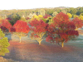 Balloon Adventures Barossa Valley - Accommodation Resorts 3