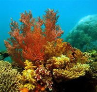 Three Islands Whale Shark Dive - Accommodation Resorts