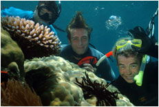 Dolphin Wild - Accommodation Resorts 1