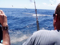 Downunder Charters - Accommodation Resorts 3