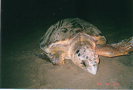 Footprints Adventures - Accommodation Resorts 0