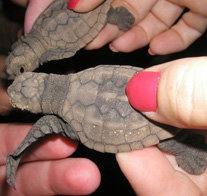 Footprints Adventures - Accommodation Resorts 1