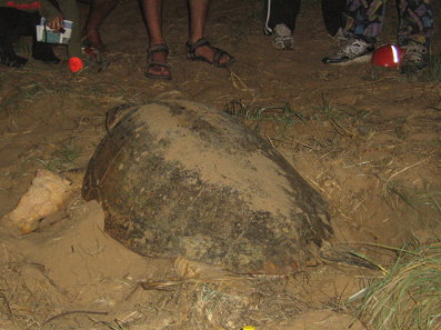 Footprints Adventures - Accommodation Resorts 3