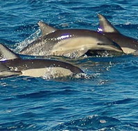 Dolphin Swim Australia - Accommodation Resorts