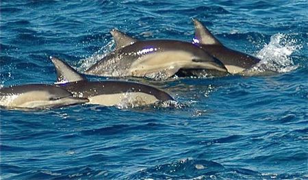 Dolphin Swim Australia - Accommodation Resorts 0