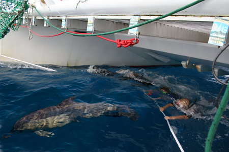 Dolphin Swim Australia - Accommodation Resorts 1