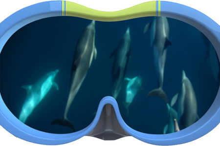 Dolphin Swim Australia - Accommodation Resorts 3