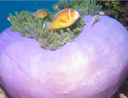 Silver Swift - Accommodation Resorts 1