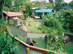 Kuranda Koala Gardens - Accommodation Resorts 1