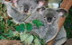 Kuranda Koala Gardens - thumb 2