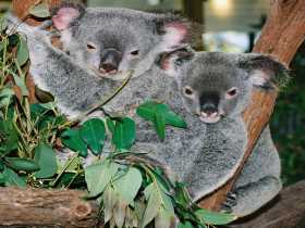 Kuranda Koala Gardens - Accommodation Resorts 2