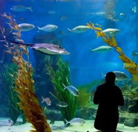 Melbourne Aquarium - Accommodation Resorts