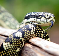 Reptile Encounters - Accommodation Resorts
