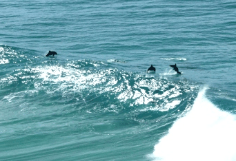 Beach Trekkers North Stradbroke Island - Accommodation Resorts 2