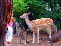 Birdland Animal Park - Accommodation Resorts 4
