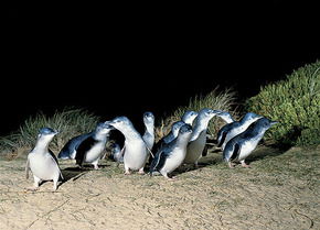 Phillip Island Penguin Parade - Accommodation Resorts 3