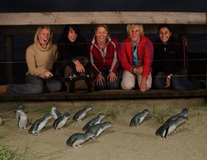 Phillip Island Penguin Parade - Accommodation Resorts 4