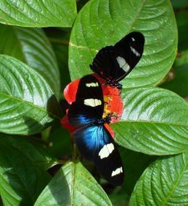 Butterfly Farm - Accommodation Resorts 4