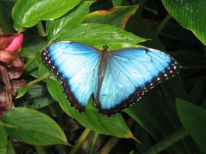 Butterfly Farm - Accommodation Resorts 5