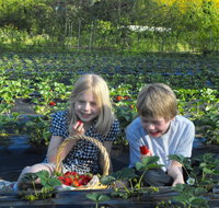 Blue Hills Berries  Cherries - Accommodation Resorts