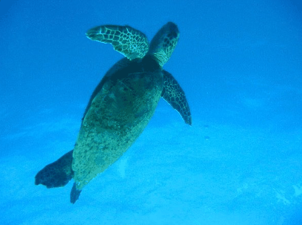 Big Cat Reality - Accommodation Resorts