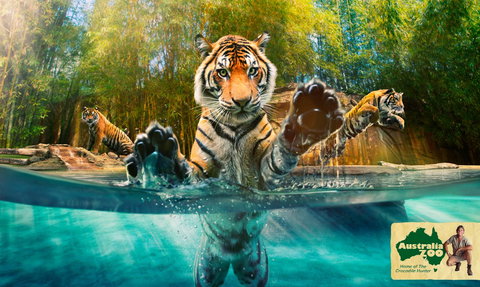 Australia Zoo - Accommodation Resorts 9