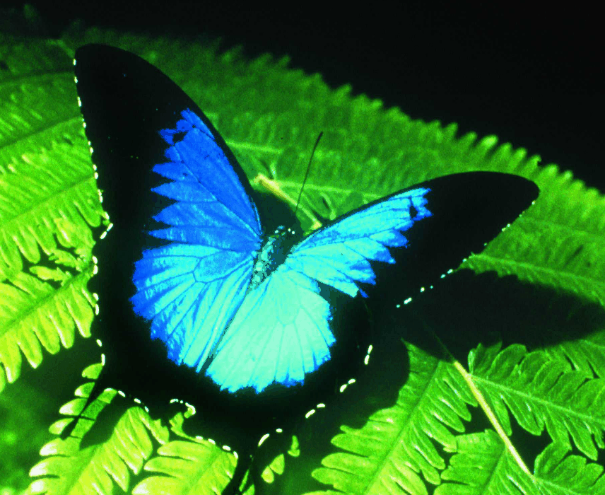 Australian Butterfly Sanctuary - Accommodation Resorts