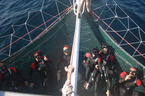 Dolphin Swim Australia - Accommodation Resorts 4