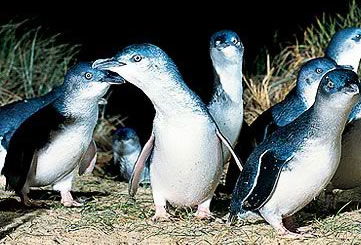 Bunyip Tours - Accommodation Resorts 4