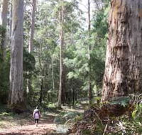 Warren River Loop Walk - Accommodation Resorts