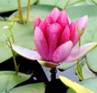 The Lotus Day Spa and Retreat - Accommodation Resorts