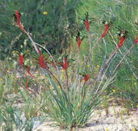 Kalbarri Wildflower Centre - Accommodation Resorts