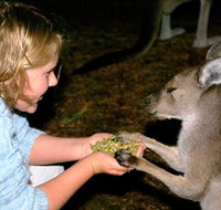 Discovery Bay's Walk on the Wild Side - Accommodation Resorts