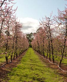 Raeburn Orchards - Accommodation Resorts 0