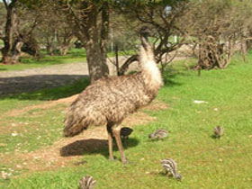 Bluff Beach SA Accommodation Resorts